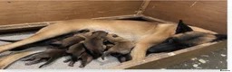 Belgian Shepherd Dog dogs for sale: Belgian Malinois puppies  in Hull - Advert 6