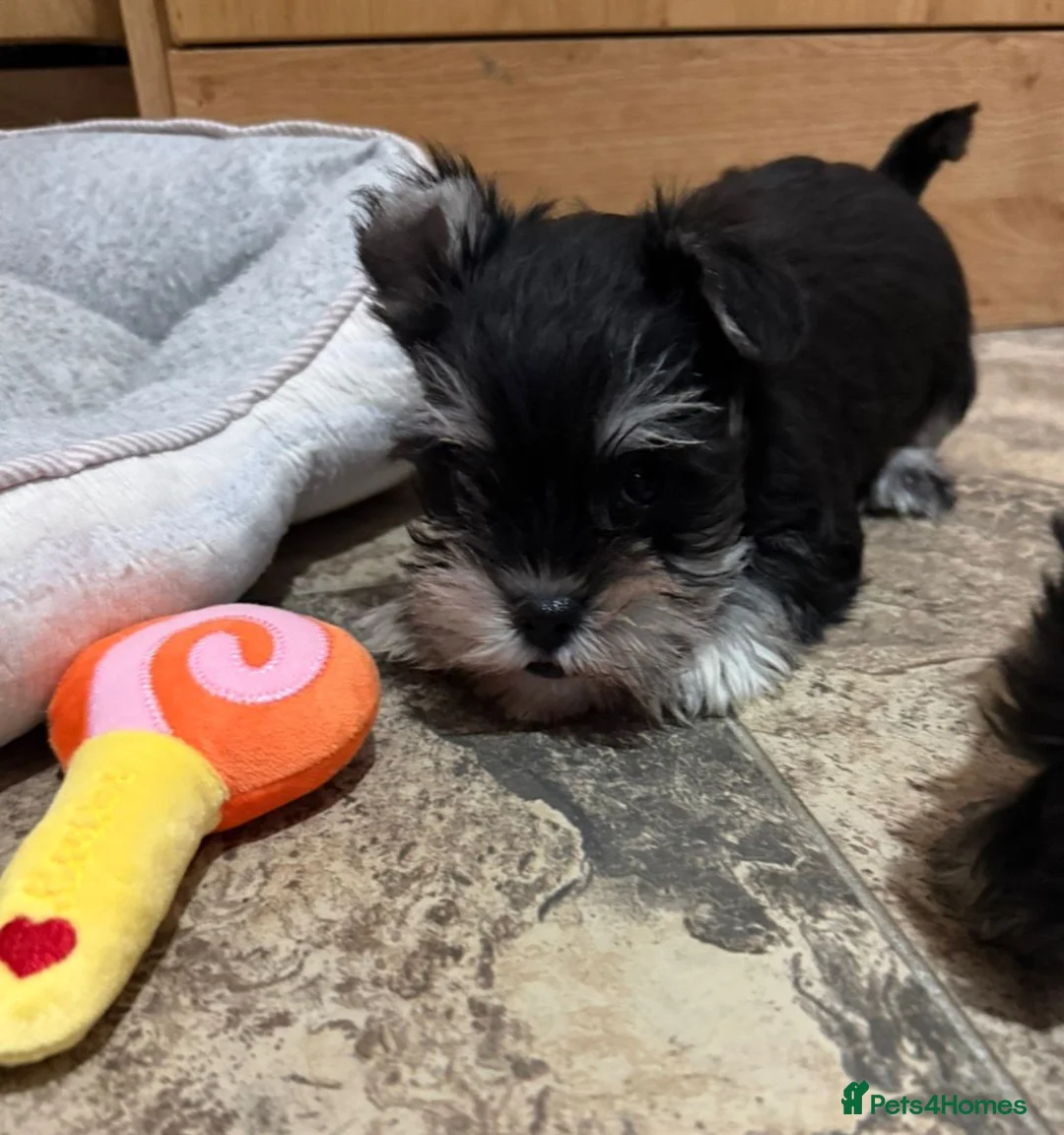 Miniature Schnauzer dogs for sale: Miniature Schnauzer Puppies - Advert 2