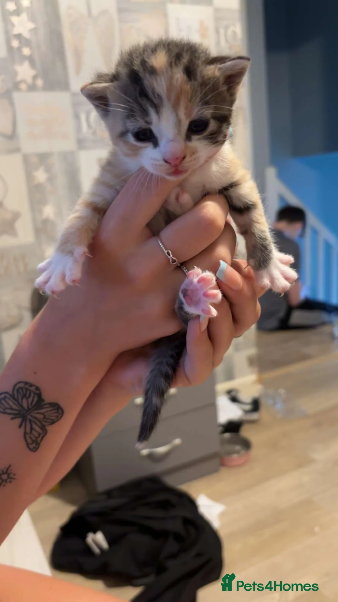 Mixed Breed cats for sale: Kittens  - Advert 4