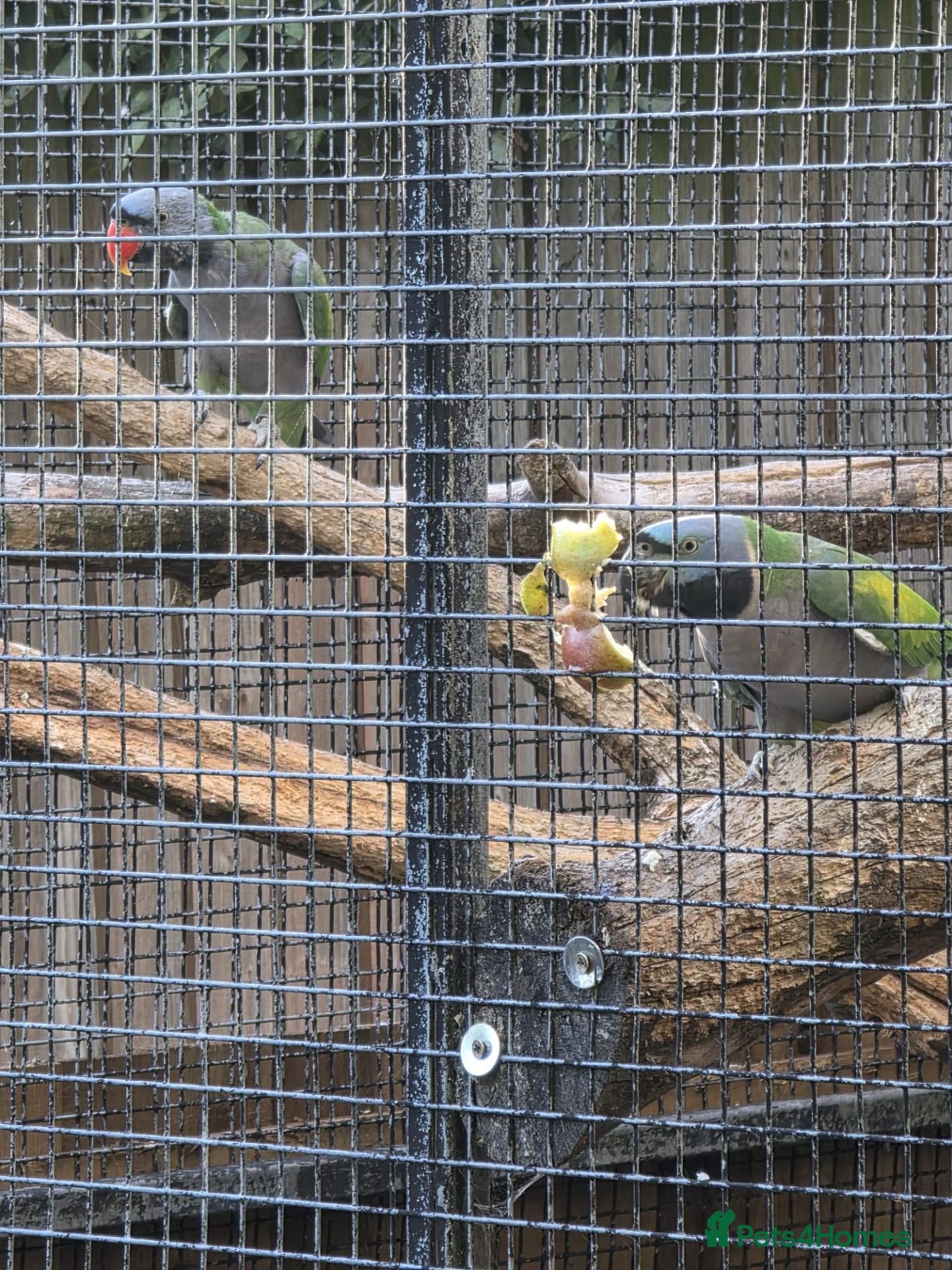 Parakeets birds derbyans  - Advert 1