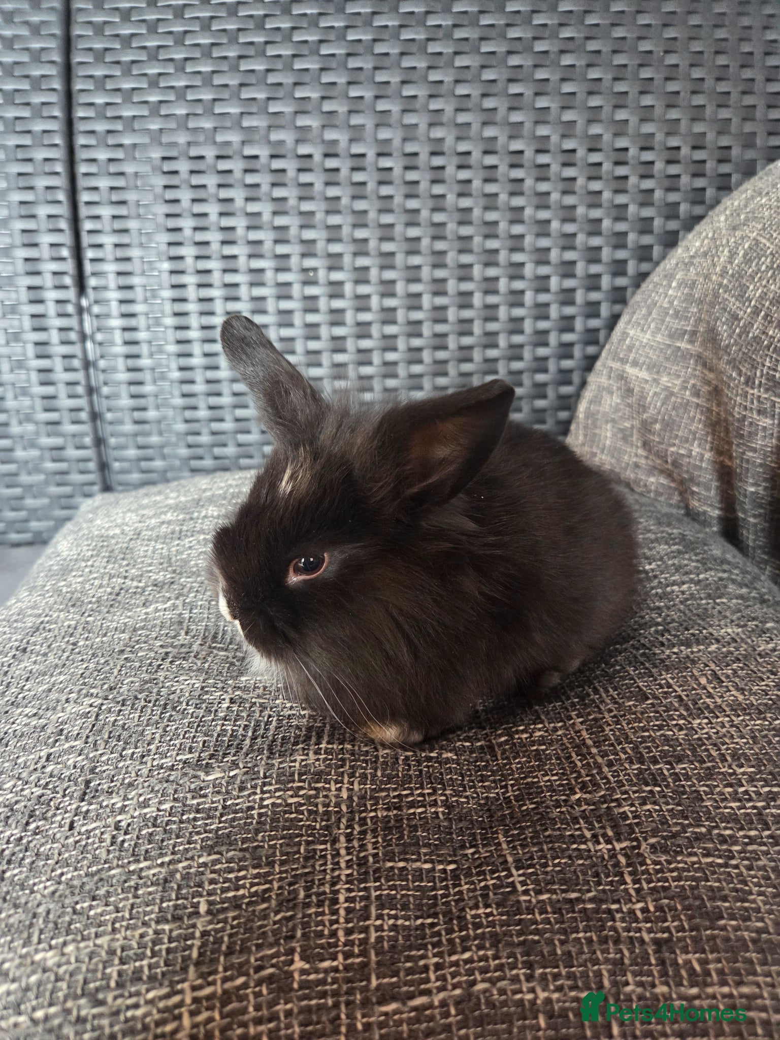 Lionhead rabbits for sale: Beautiful 8 week old mixed colour lionheads in Derby - Advert 4