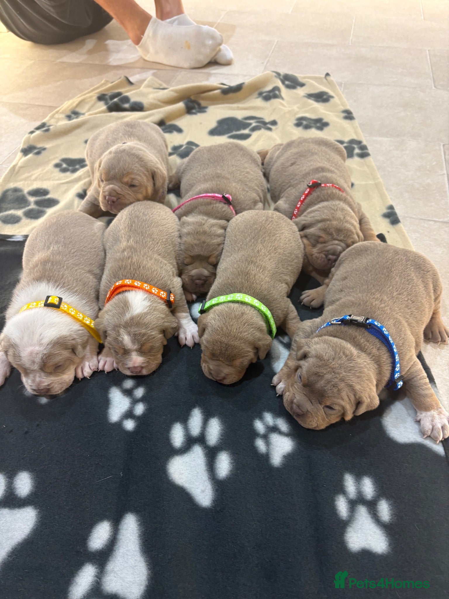 Olde English Bulldogge dogs  Olde English Bulldog Puppies L - Advert 2
