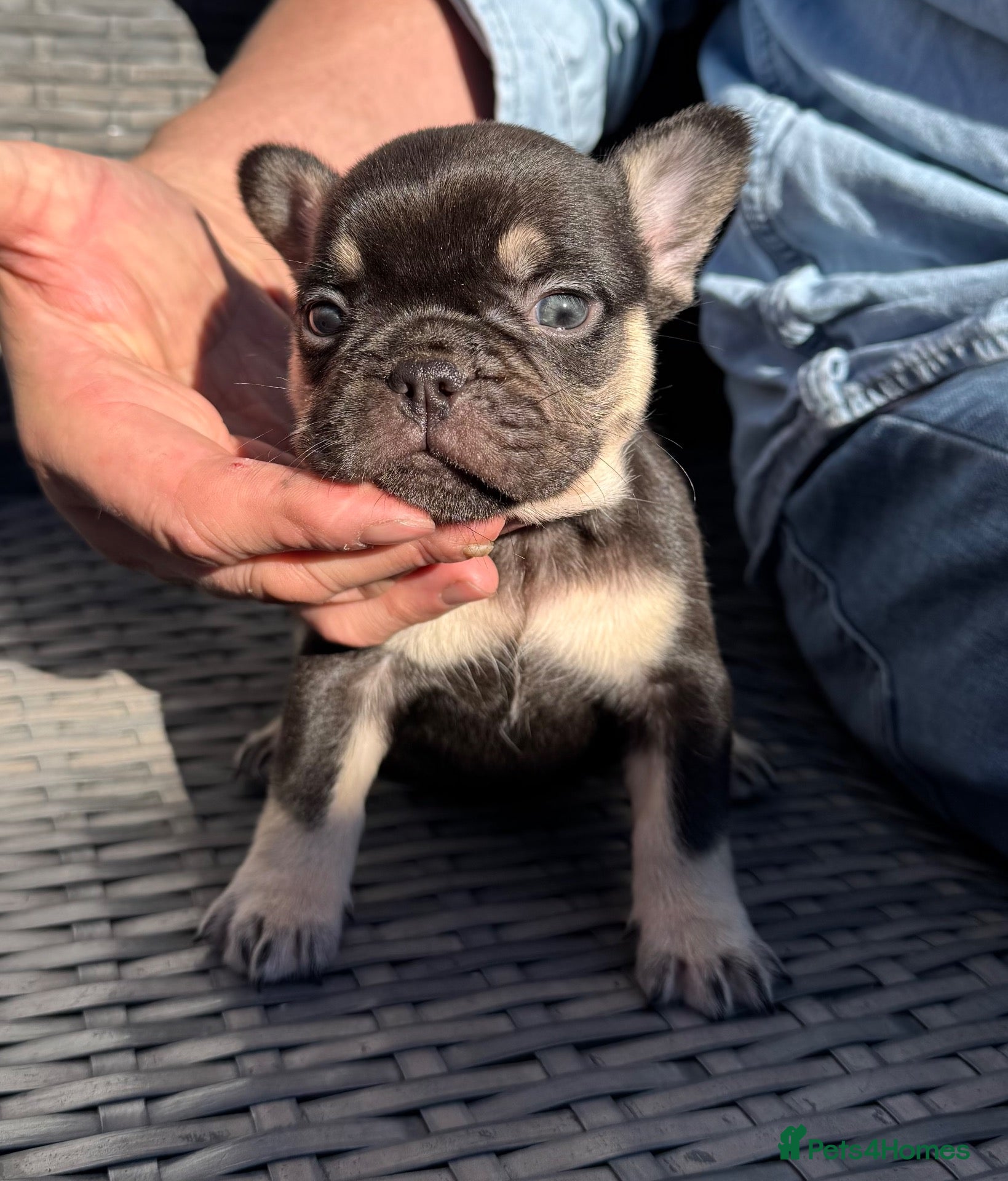 French Bulldog dogs HEALTH TESTED QUALITY FRENCH BULLDOG PUPPIES - Advert 2