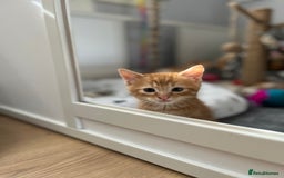 Mixed Breed cats for sale: Beautiful kittens  - Image 8