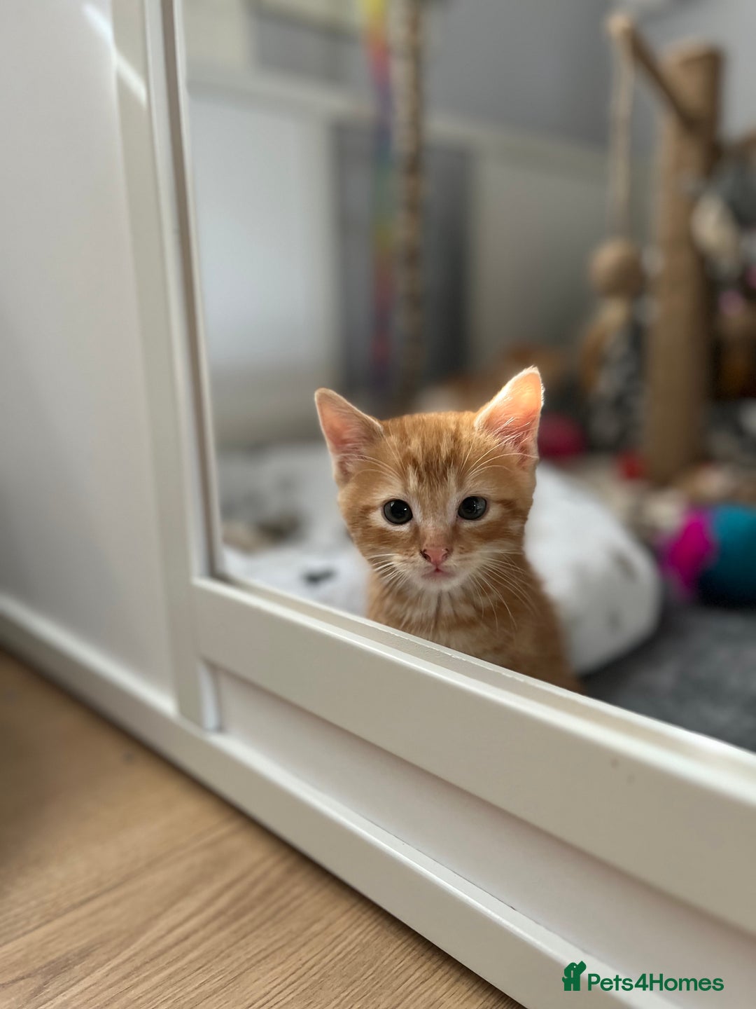 Mixed Breed cats for sale: Beautiful kittens  - Image 8