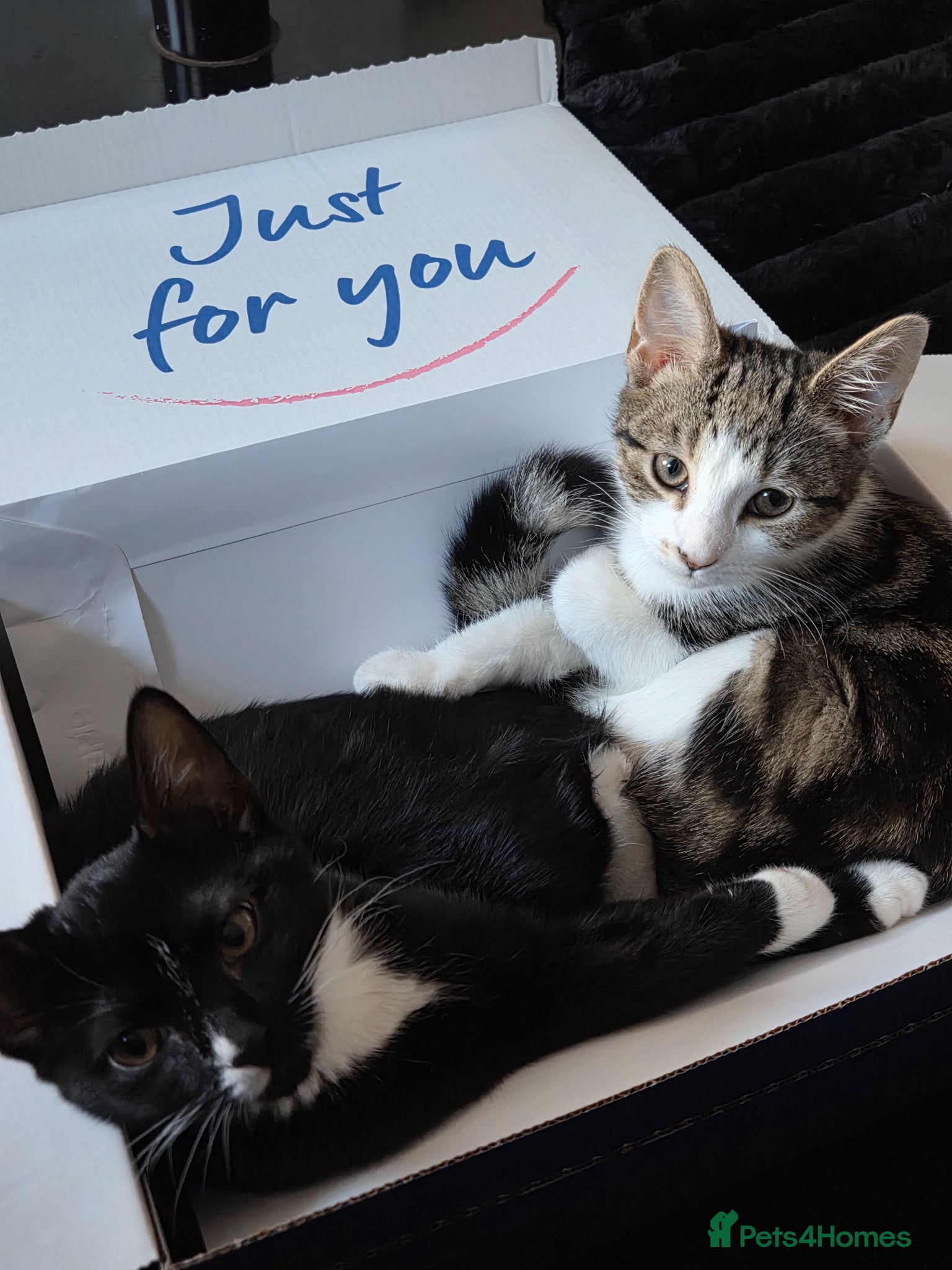 Mixed Breed cats 2 female kittens - Advert 3