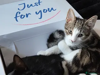 Mixed Breed cats 2 female kittens - Advert 3