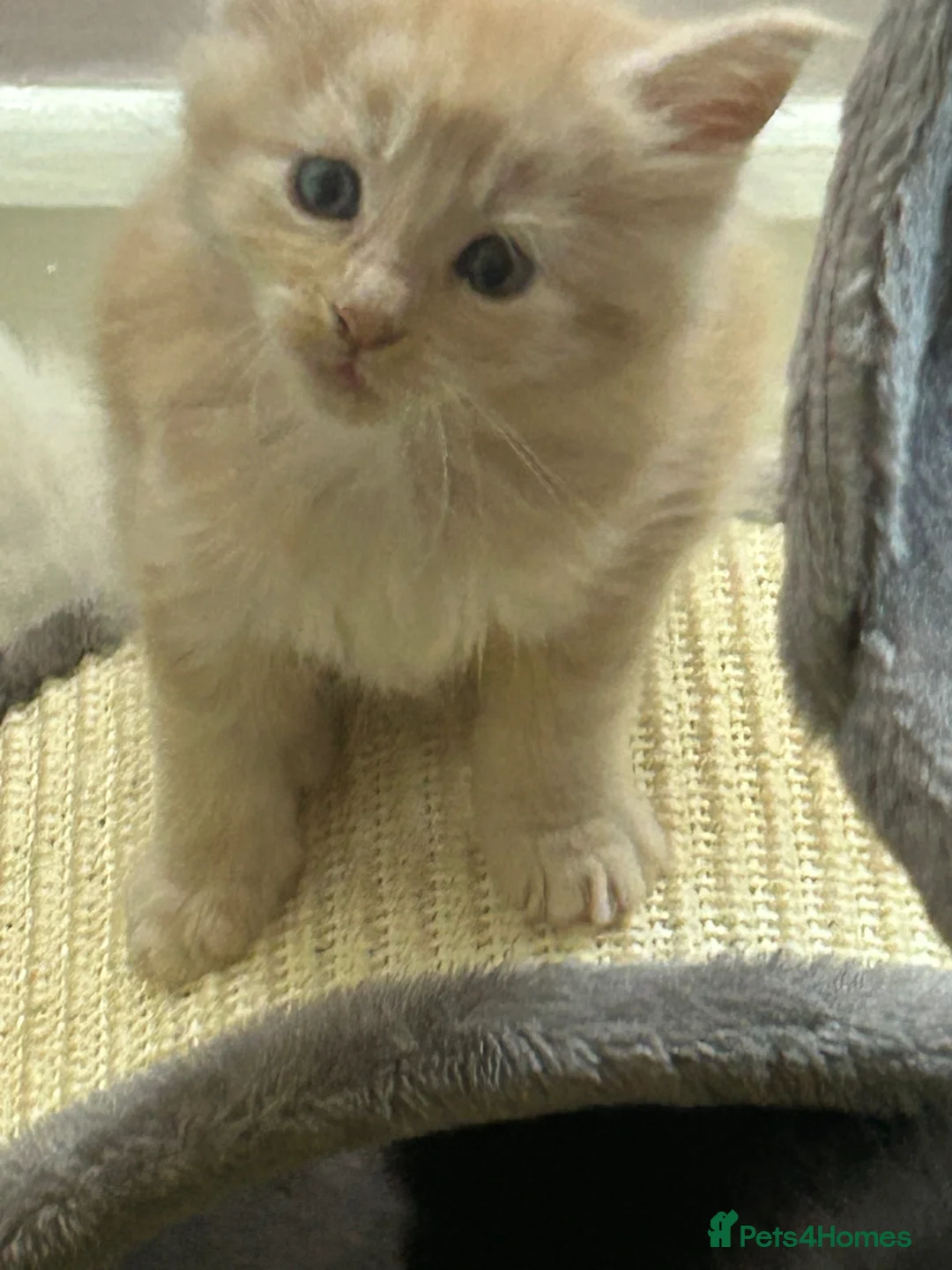 Maine Coon cats for sale: 😻😻 STUNNING CREAM MALE MAIN COONS 😻😻 - Advert 1