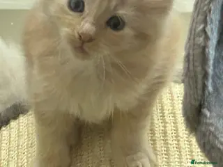 Maine Coon cats 😻😻 STUNNING CREAM MALE MAIN COONS 😻😻 - Advert 5