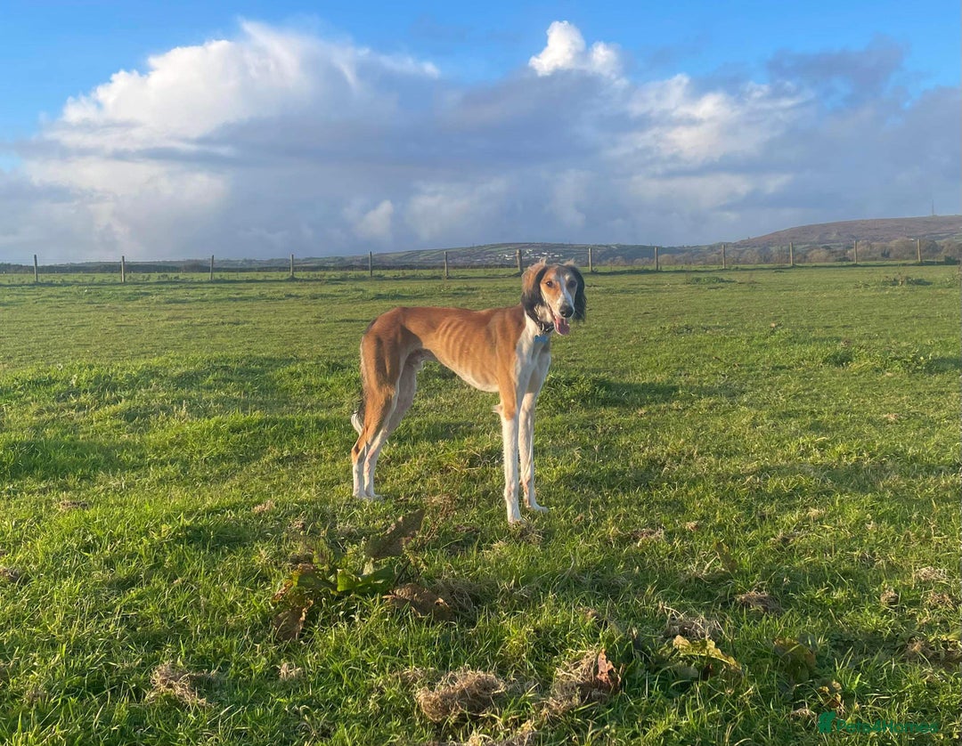 Saluki dogs for stud: KC Registered Saluki Stud in Liskeard - Advert 5