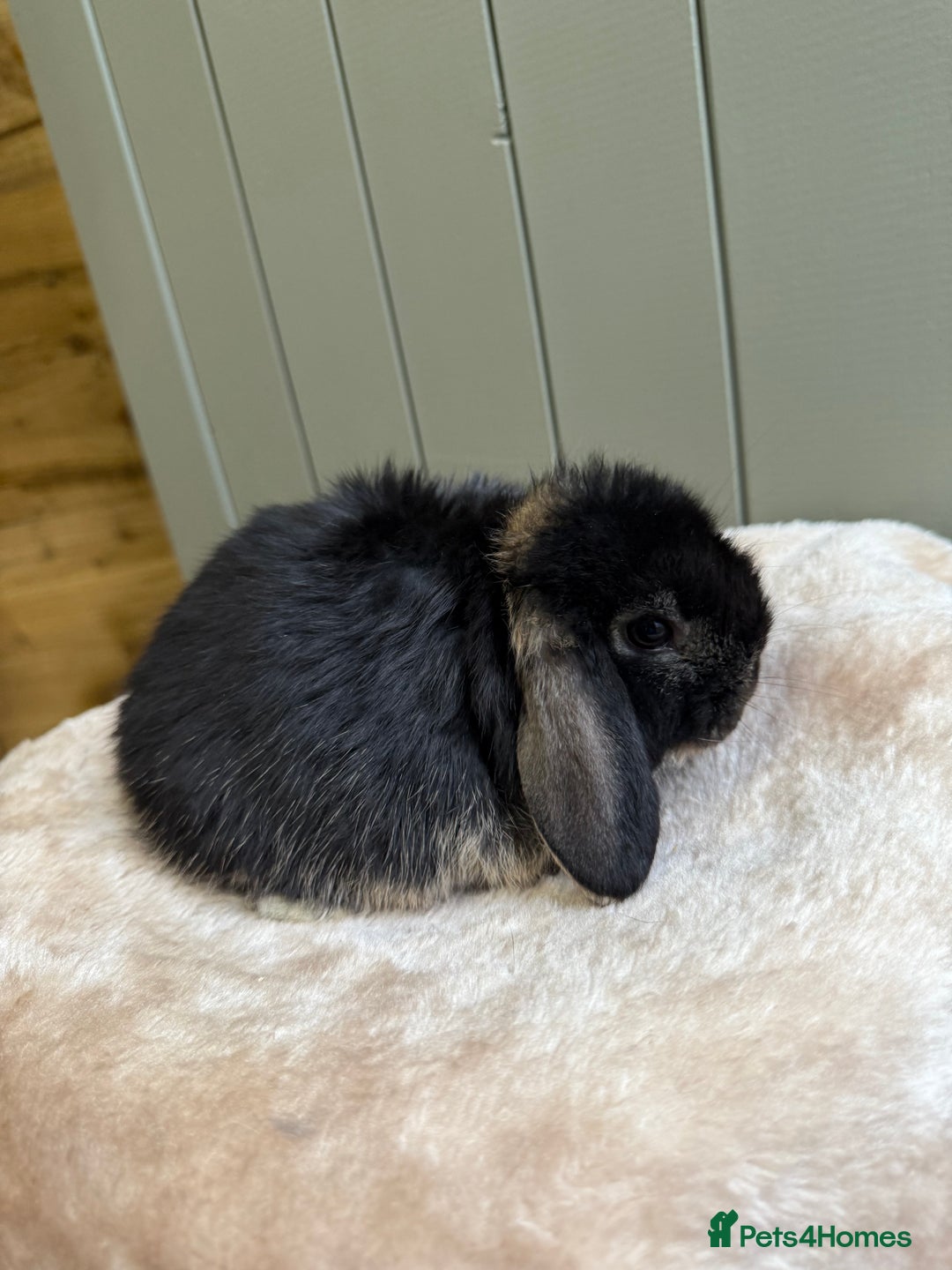 Mini Lop rabbits for sale: 🖤🩶🤎 Gorgeous Pure Bred Mini Lops 🖤🩶🤎 - Advert 13