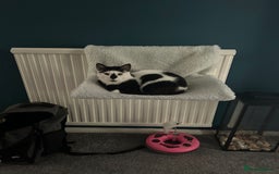 Arabian Mau cats for sale: Meet beautiful Tuxie ❤️ - Image 6