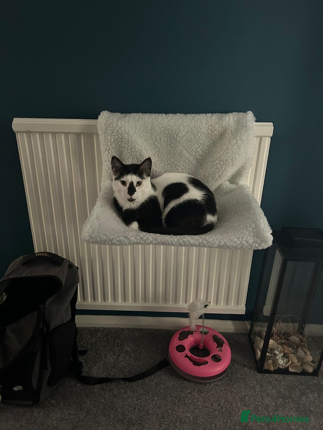 Arabian Mau cats for sale: Meet beautiful Tuxie ❤️ - Image 6