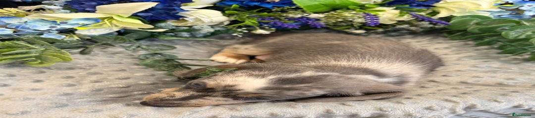 Miniature Dachshund Puppy 3