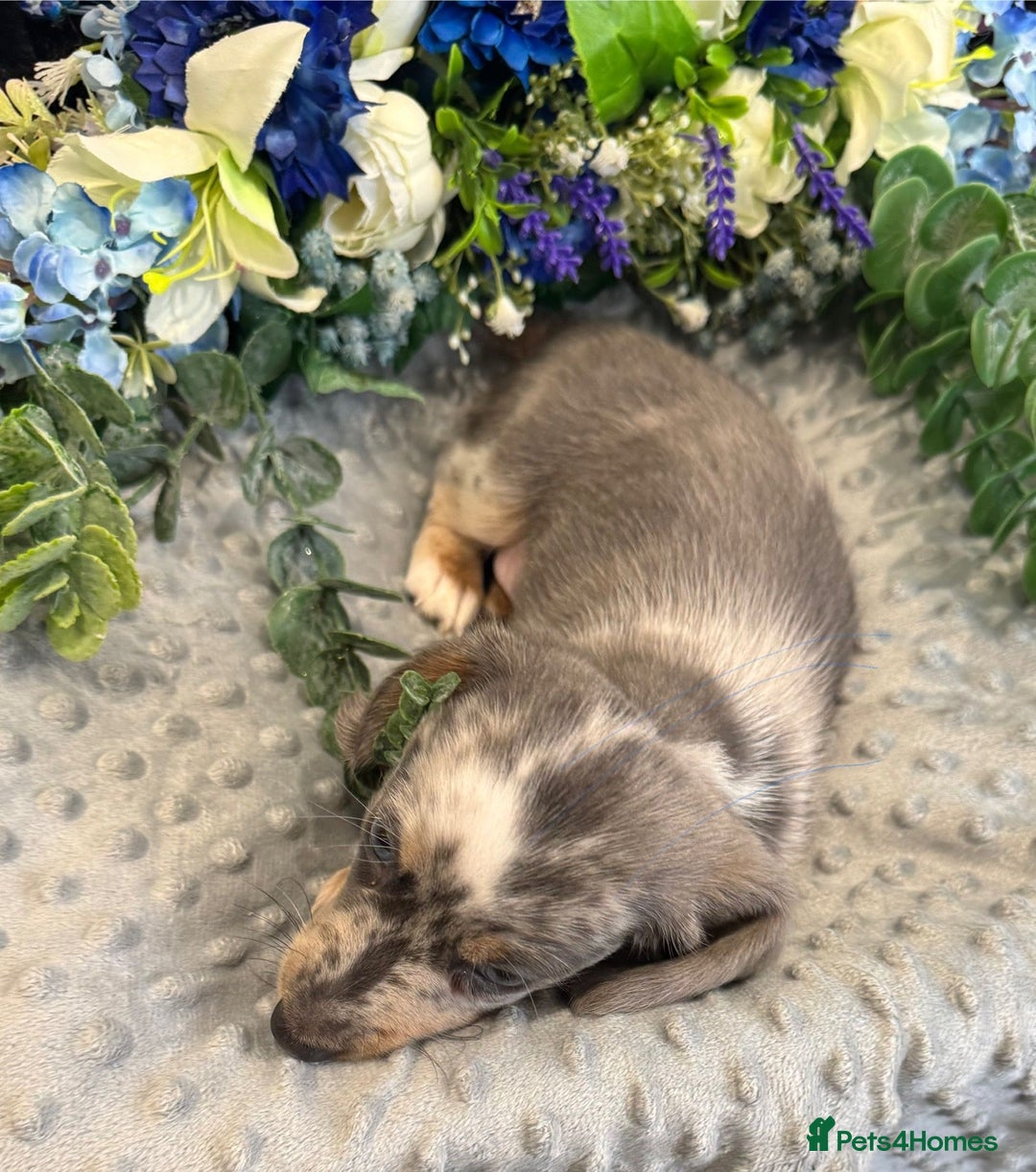 Miniature Dachshund dogs for sale: Adorable Miniature Dachshund Puppies for Sale. - Image 10