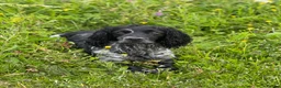 Cocker Spaniel dogs for stud: Health tested blue roan cocker spaniel at Stud - Advert 1