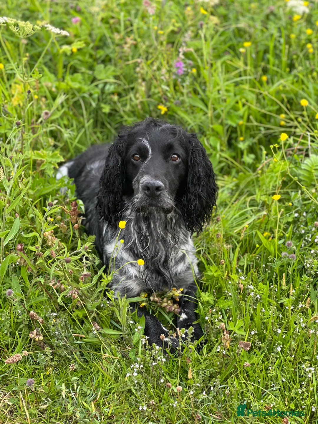 Cocker Spaniel dogs for stud: Health tested blue roan cocker spaniel at Stud - Advert 1