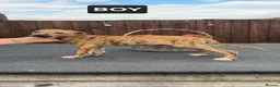 Lurcher dogs for sale: Lurcher pups  in Swadlincote - Advert 5