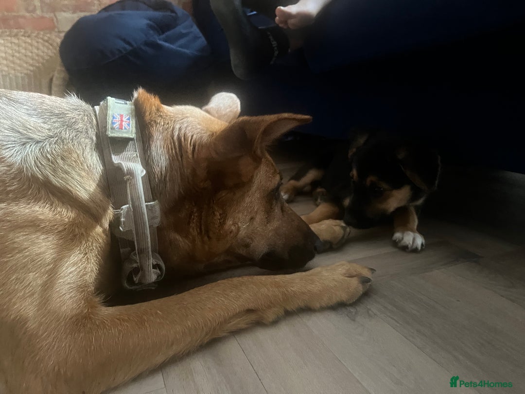 Mixed Breed dogs for sale: Belgian malinois x Anatolian shepherd mix pups 🐶  - Image 29