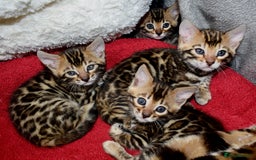 Bengal cats for sale: Beautiful Bengal kittens - Image 7