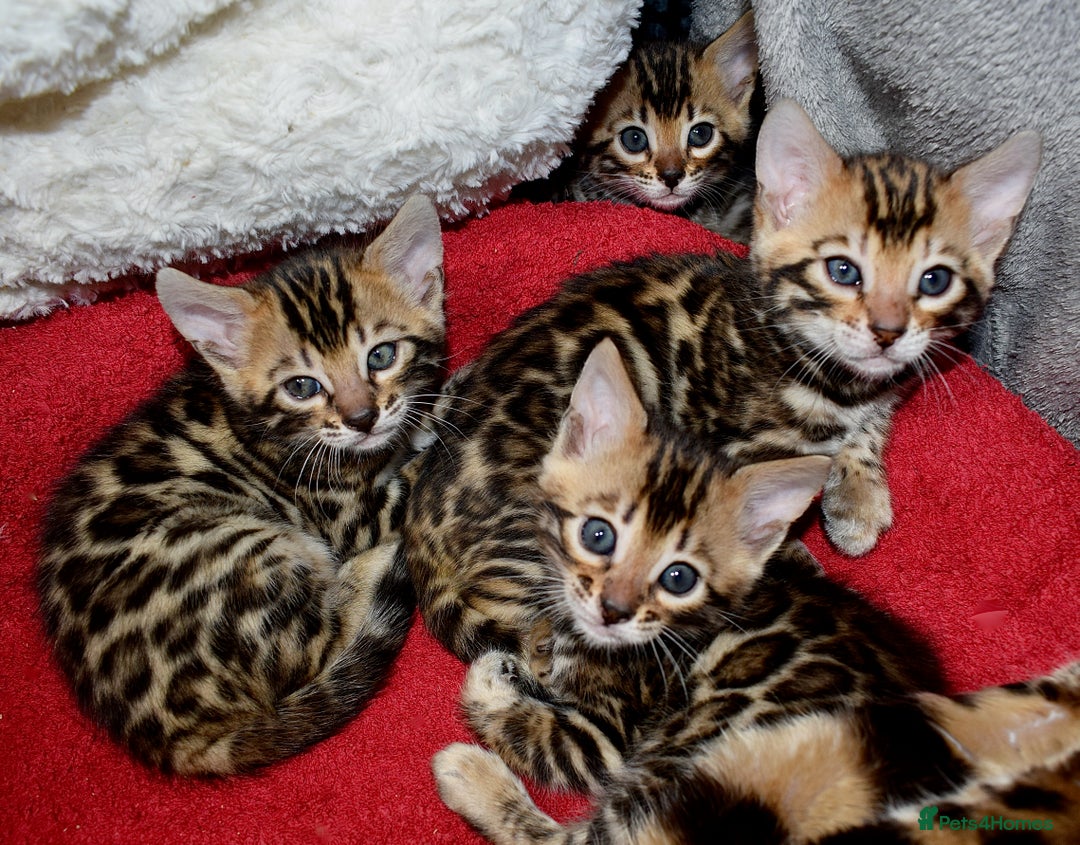 Bengal cats for sale: Beautiful Bengal kittens - Image 7