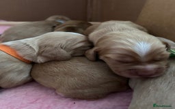 Cocker Spaniel dogs for sale: Working Cocker spaniel puppies - Image 4