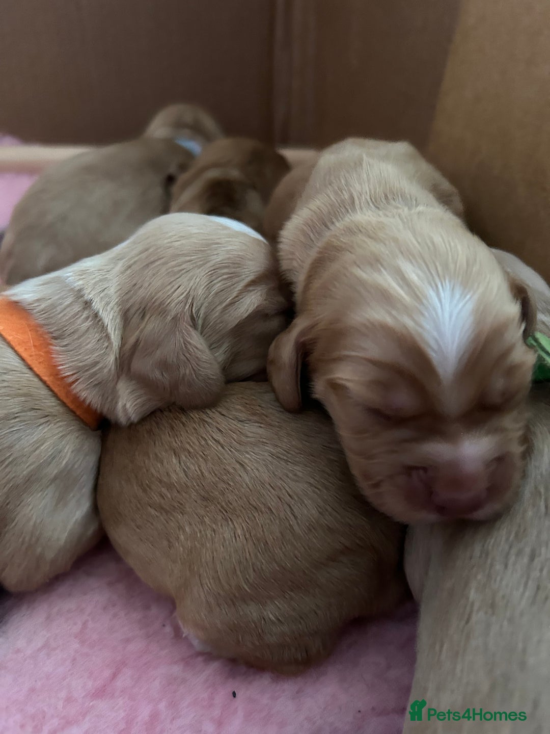 Cocker Spaniel dogs for sale: Working Cocker spaniel puppies - Image 4