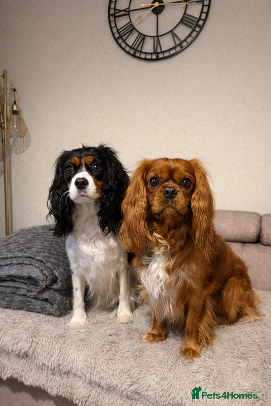 Cavalier King Charles Spaniel dogs for sale: Cavalier King Charles Spaniel Puppies  - Advert 1
