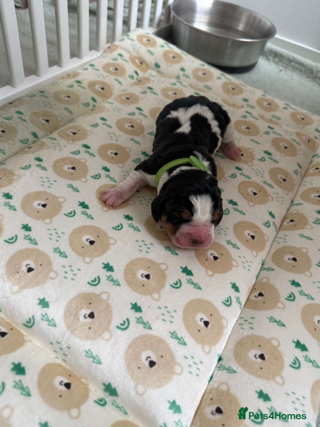 Basset Hound dogs for sale: Beautiful Basset Hound Puppies  - Image 29