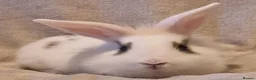 Mixed Breed rabbits for sale: Approximately 10 week old Baby Boy Bunnies - Advert 4