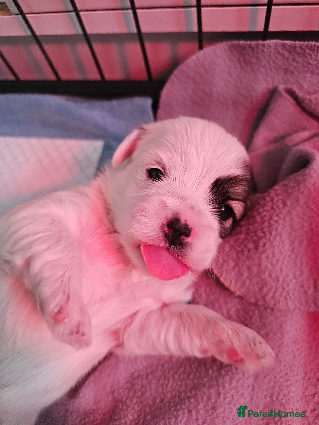 Bichon Frise dogs for sale: Bichon puppies in Luton - Advert 12