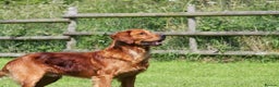 Golden Retriever dogs for stud: FULLY HEALTH TESTED Dark Golden Retriever stud dog in Newark - Advert 16