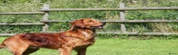 Golden Retriever dogs for stud: FULLY HEALTH TESTED Dark Golden Retriever stud dog in Newark - Advert 16