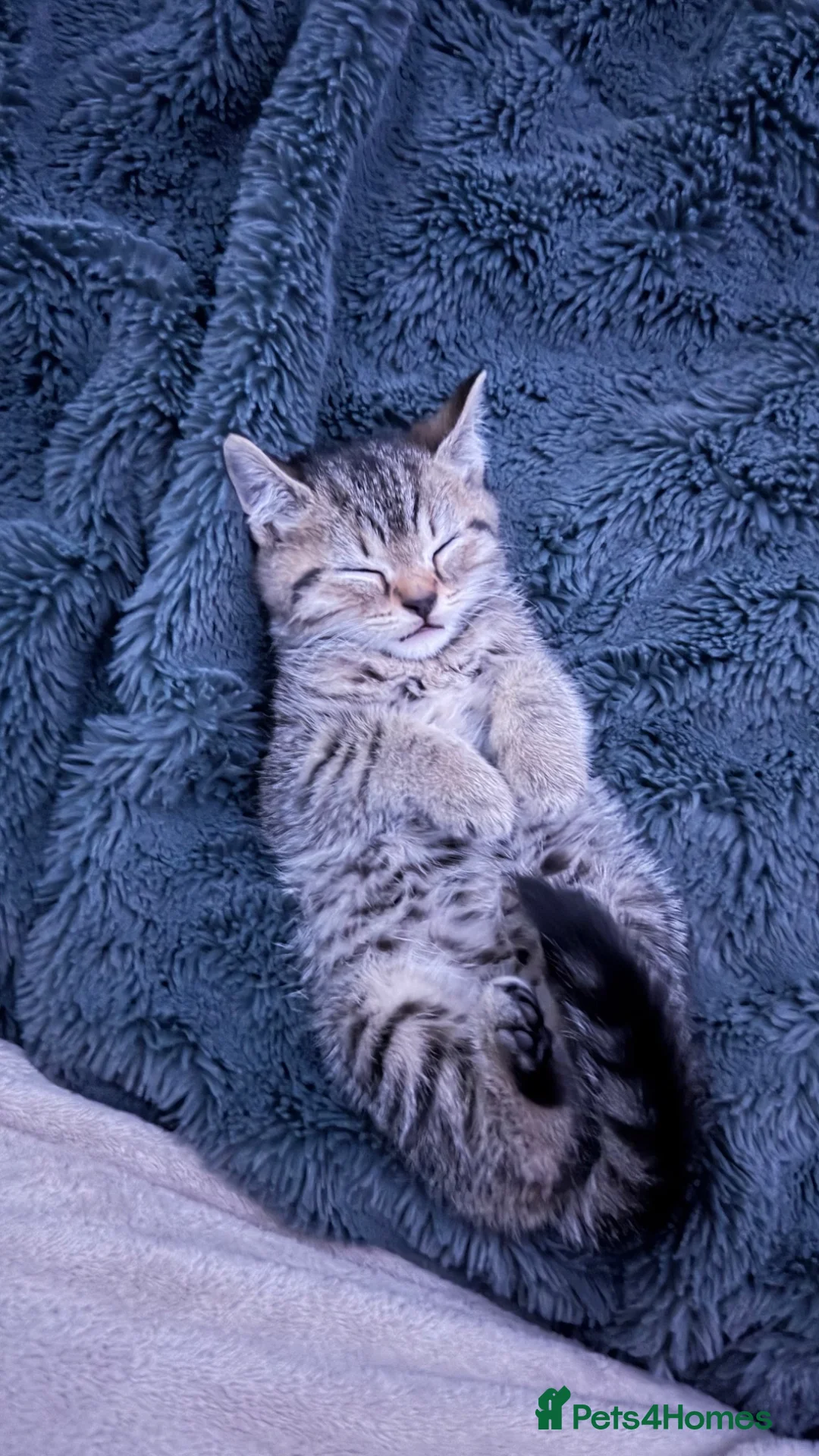 Mixed Breed cats for sale: Tabby male kitten - Advert 3