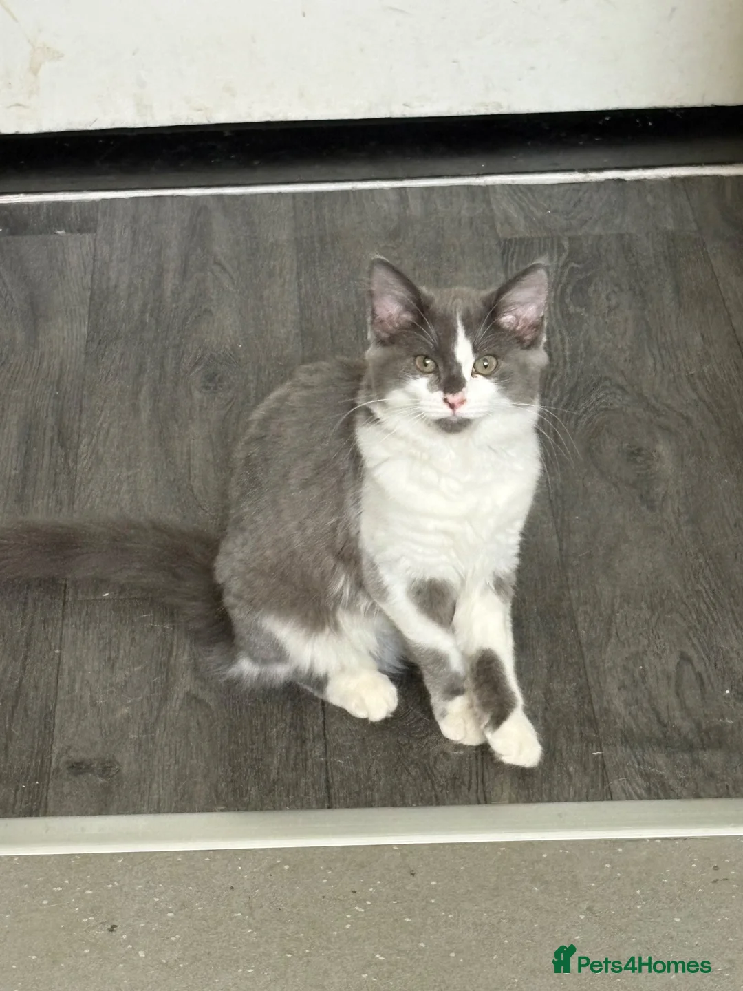 Mixed Breed cats for sale: Beautiful fluffy grey and white kitty - Advert 2