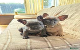 French Bulldog dogs for sale: French Bulldog 10 weeks puppies - Image 1