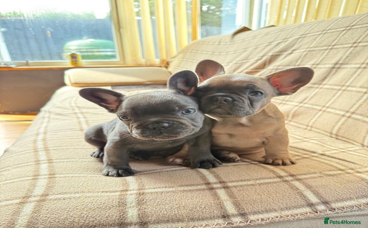 French Bulldog dogs - Advert 11