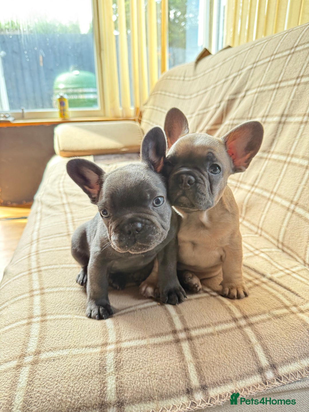 French Bulldog dogs for sale: French Bulldog 10 weeks puppies - Image 1
