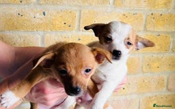 Chihuahua dogs for sale: Chihuahu Puppies - Image 4