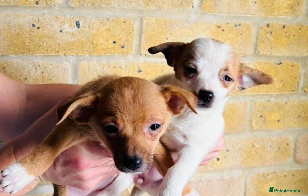 Chihuahua dogs for sale: Chihuahu Puppies - Image 4