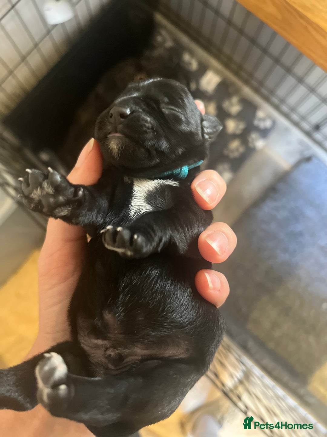 Miniature Schnauzer dogs for sale: Adorable Miniature Schnauzers - Image 8