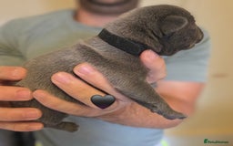 Staffordshire Bull Terrier dogs for sale: Beautiful Staffy Puppies (Blue and Black) - Image 16