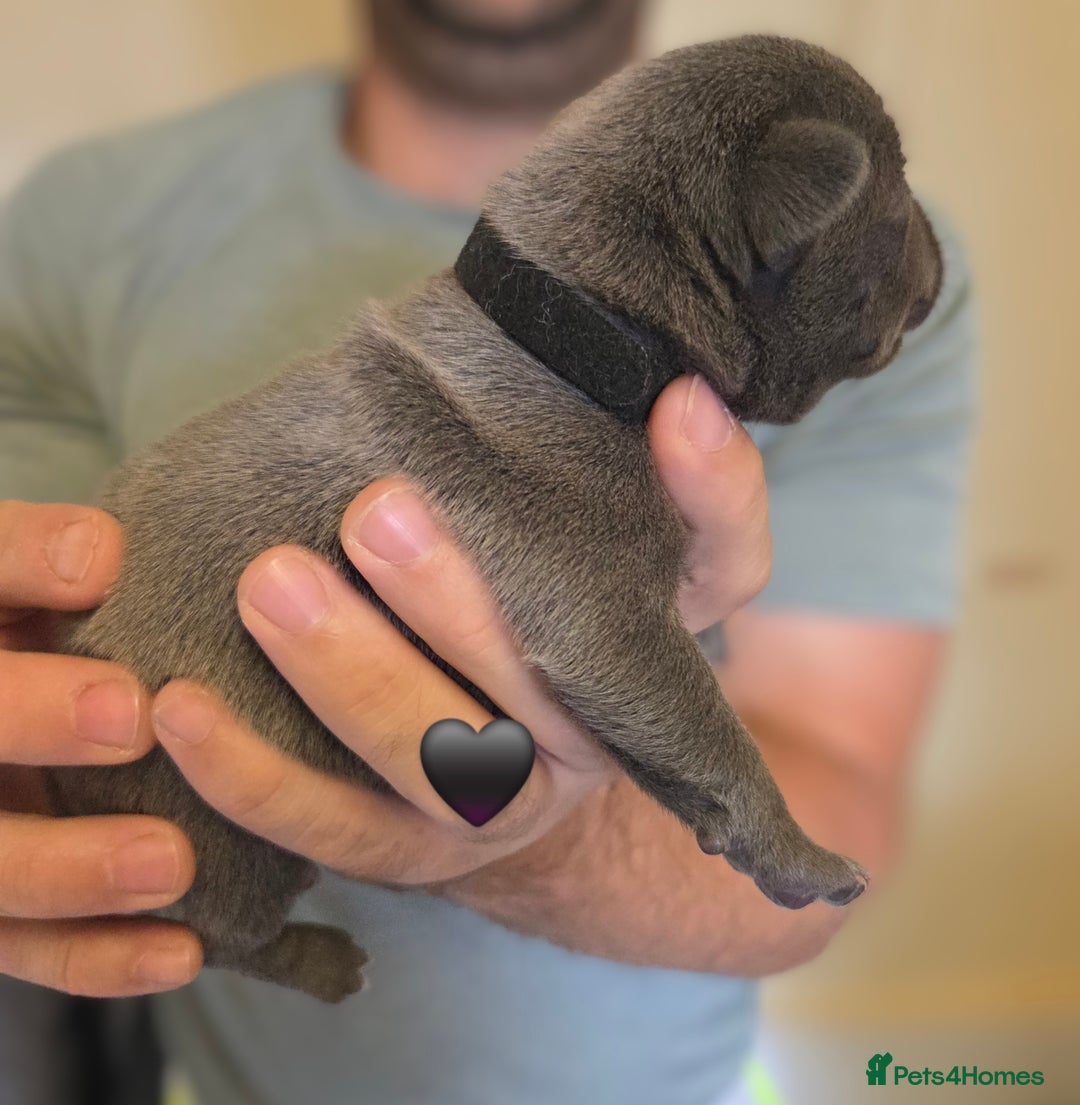 Staffordshire Bull Terrier dogs for sale: Beautiful Staffy Puppies (Blue and Black) - Image 16