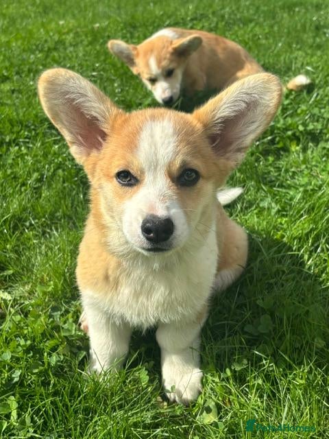 Welsh Corgi Pembroke dogs 3 Gorgeous KC reg girls DNA health tested parents - Advert 1