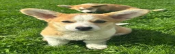 Welsh Corgi Pembroke dogs for sale: 1 Gorgeous KC reg girl DNA health tested parents - Advert 3