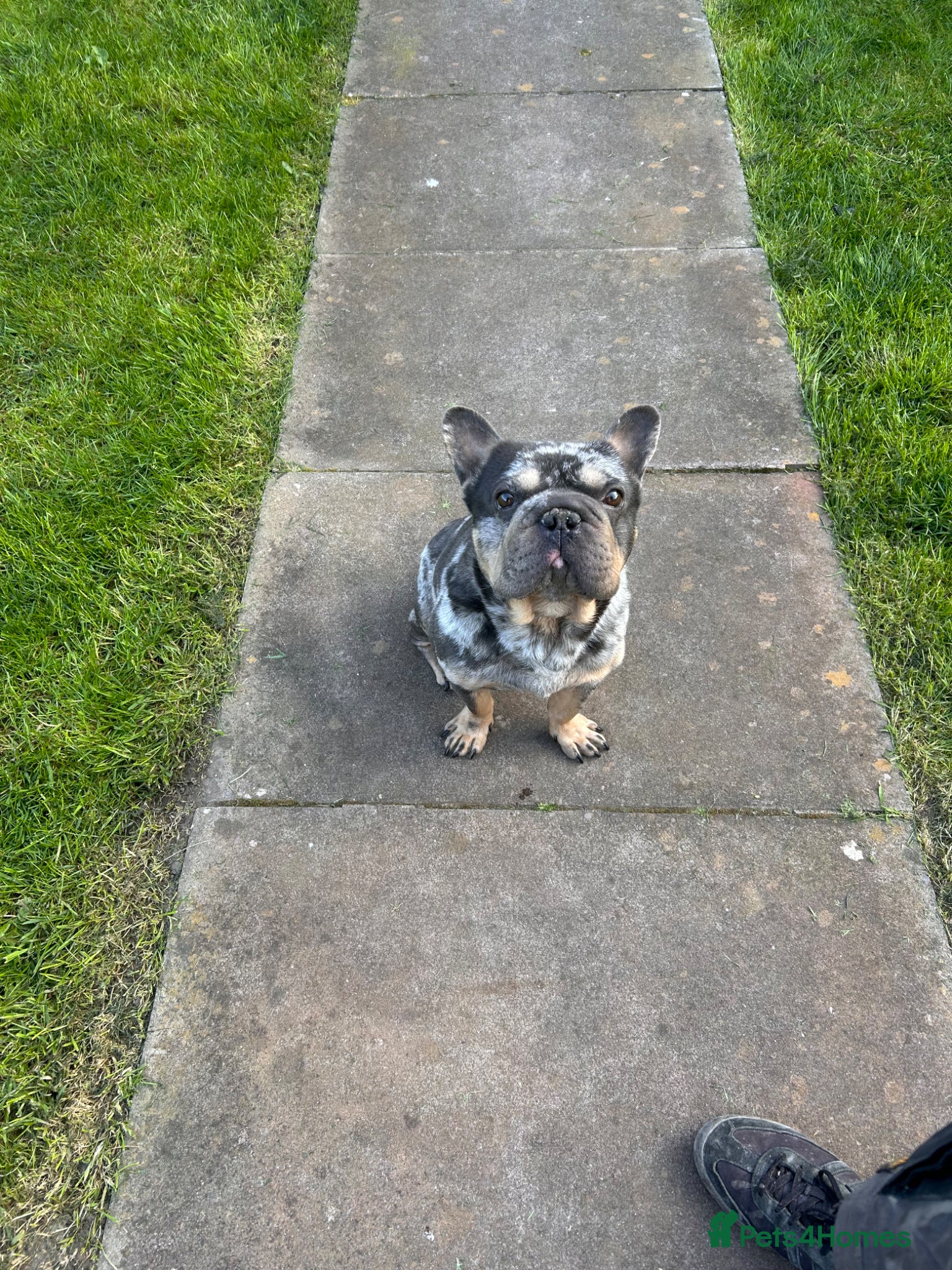 French Bulldog dogs Milo frenchie 3 years old  - Advert 3