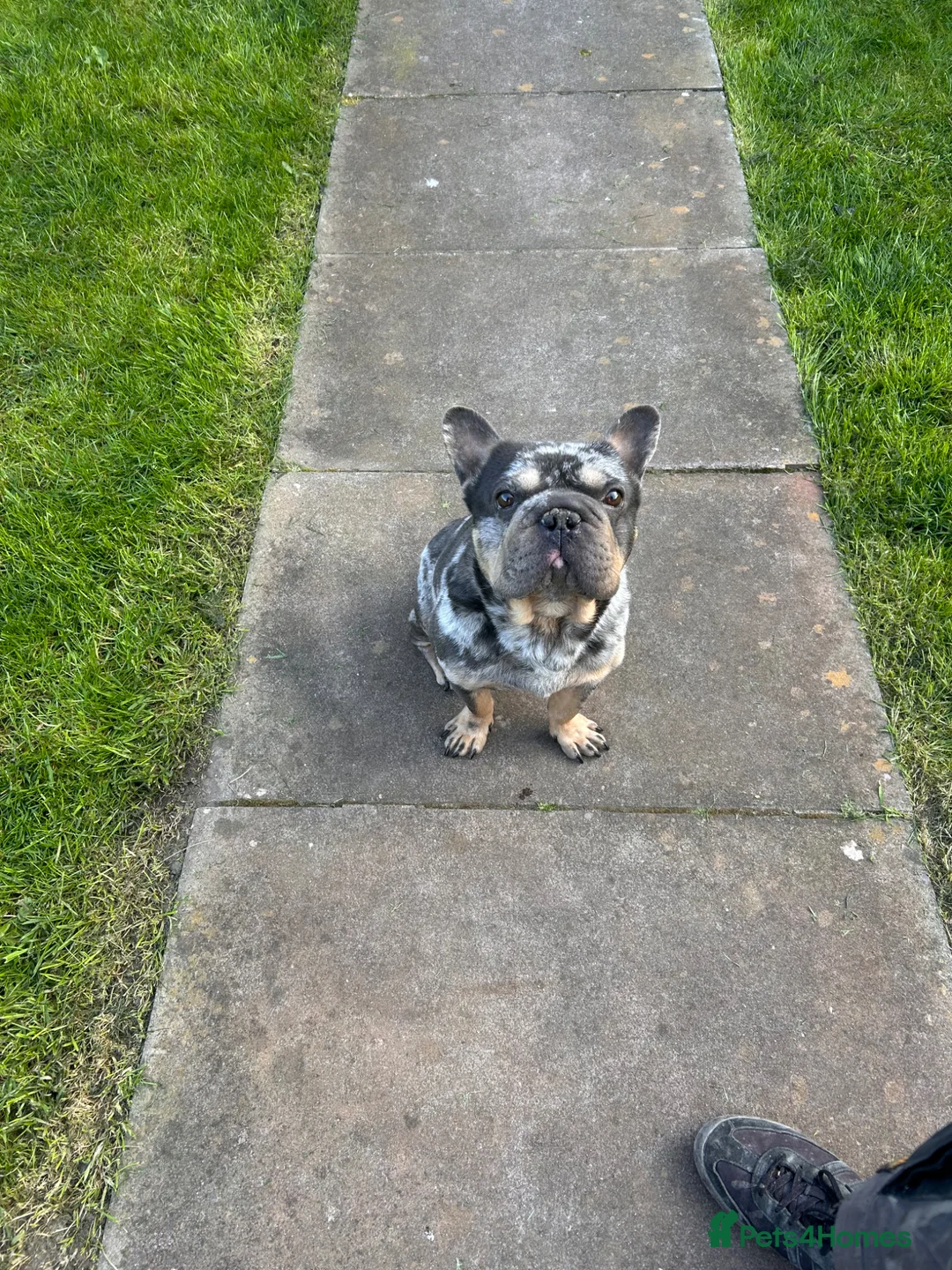 French Bulldog dogs for sale: Milo frenchie 3 years old  - Advert 1