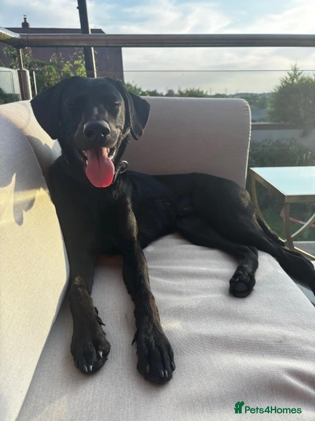 Mixed Breed dogs for sale: 18 month old male Red Setter x German Shepard - Advert 2