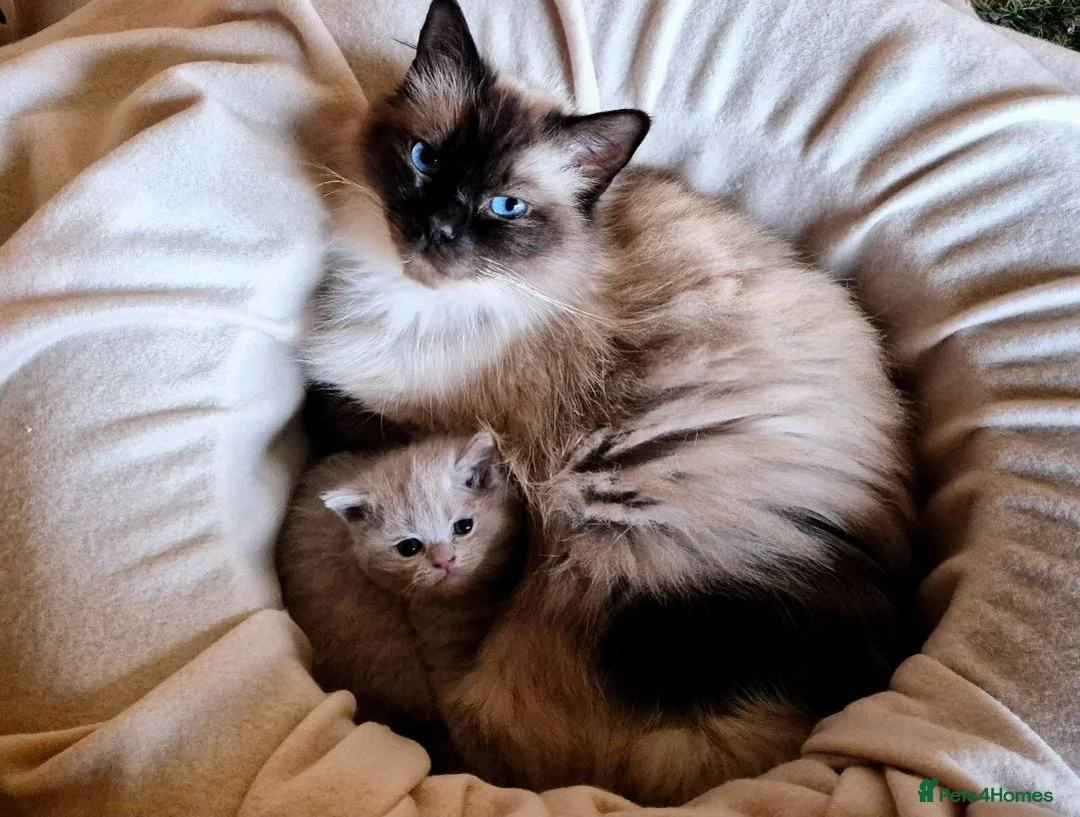 British Shorthair cats for sale: Ragdoll x bsh - Advert 1