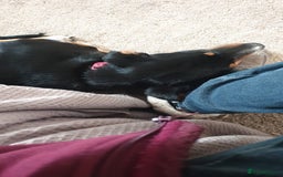 Mixed Breed dogs for adoption: Carli  - Advert 7